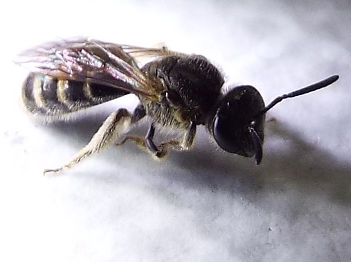 Lasioglossum sp.  (Apidae Halictinae)